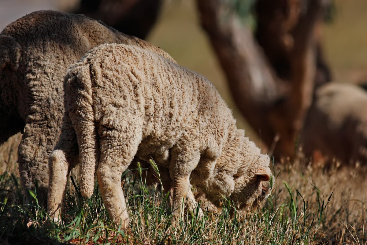 Длиннотощехвостые овцы