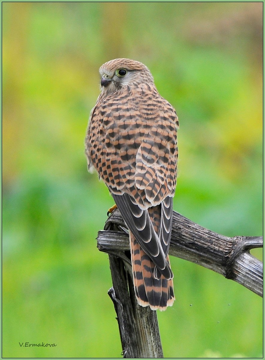 Пустельга Крылья