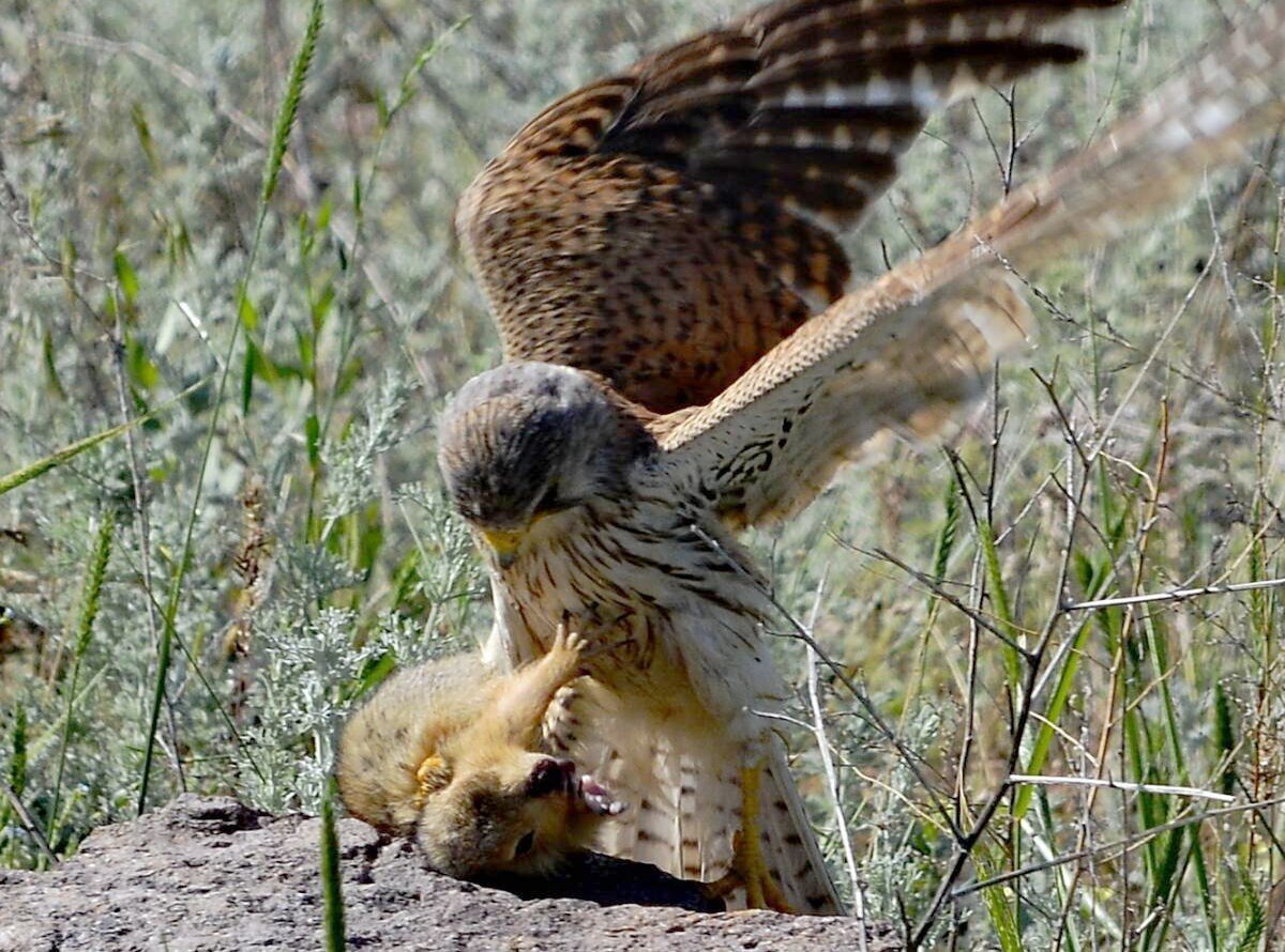 Обыкновенная пустельга птенец