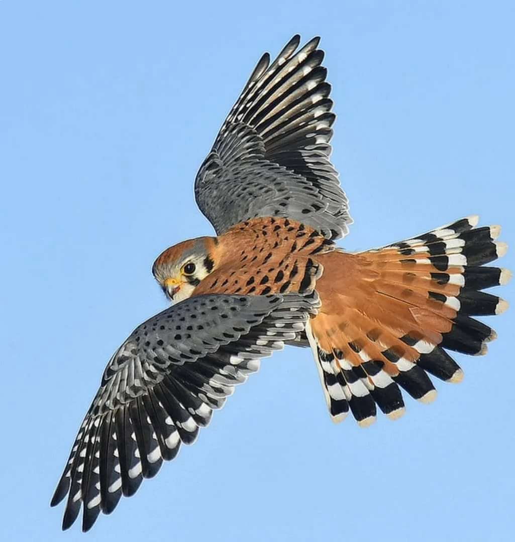 Лисья пустельга