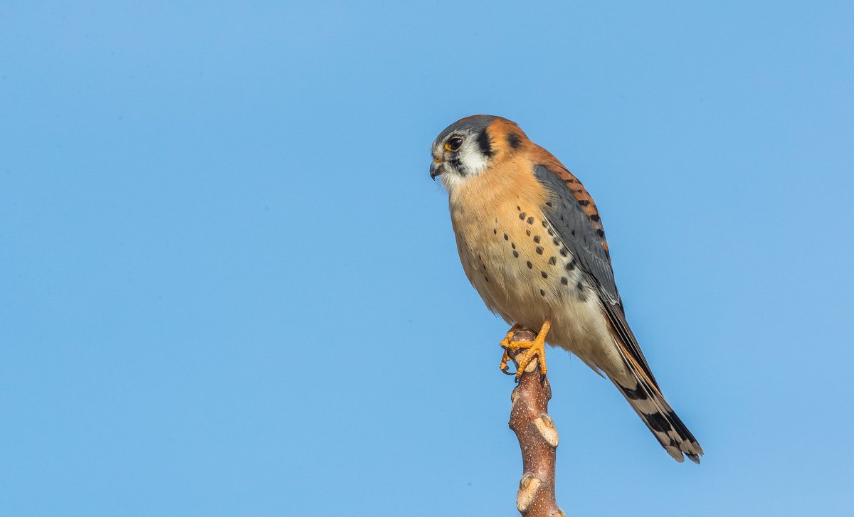 Маврикийская пустельга