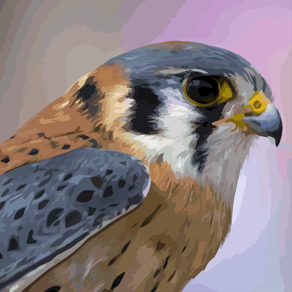 Сокол птица пустельга