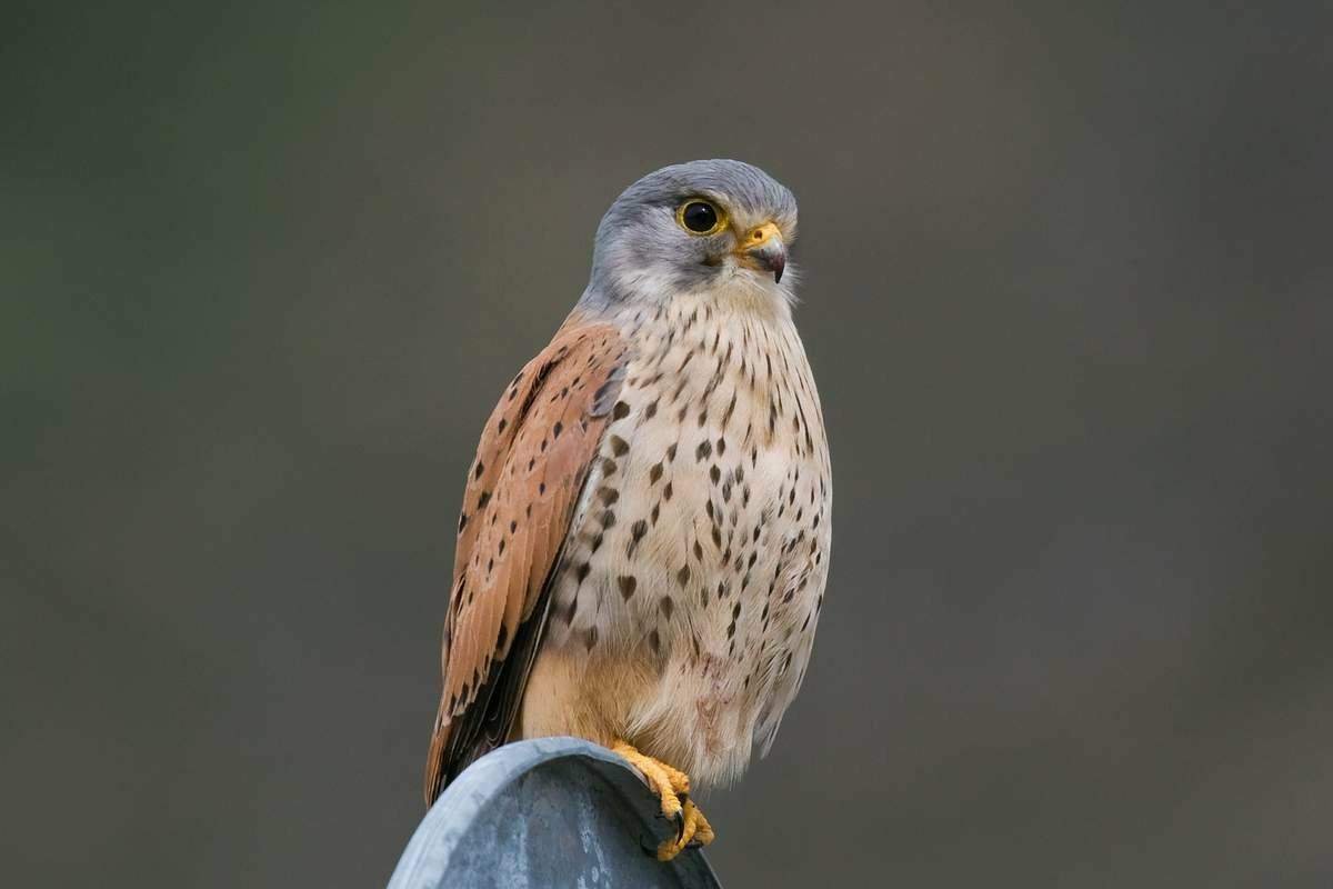 Коршун и пустельга