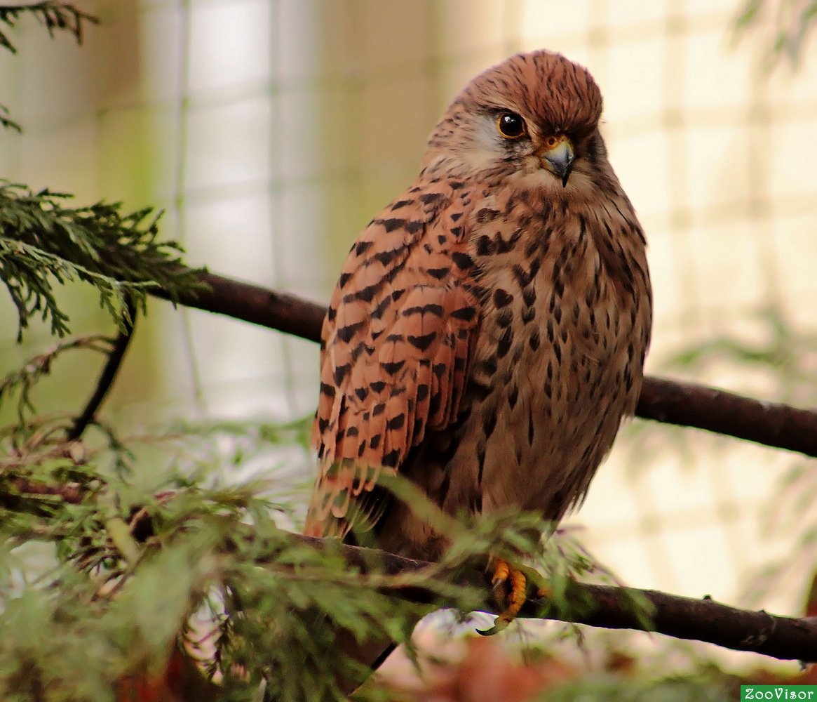 Обыкновенная пустельга