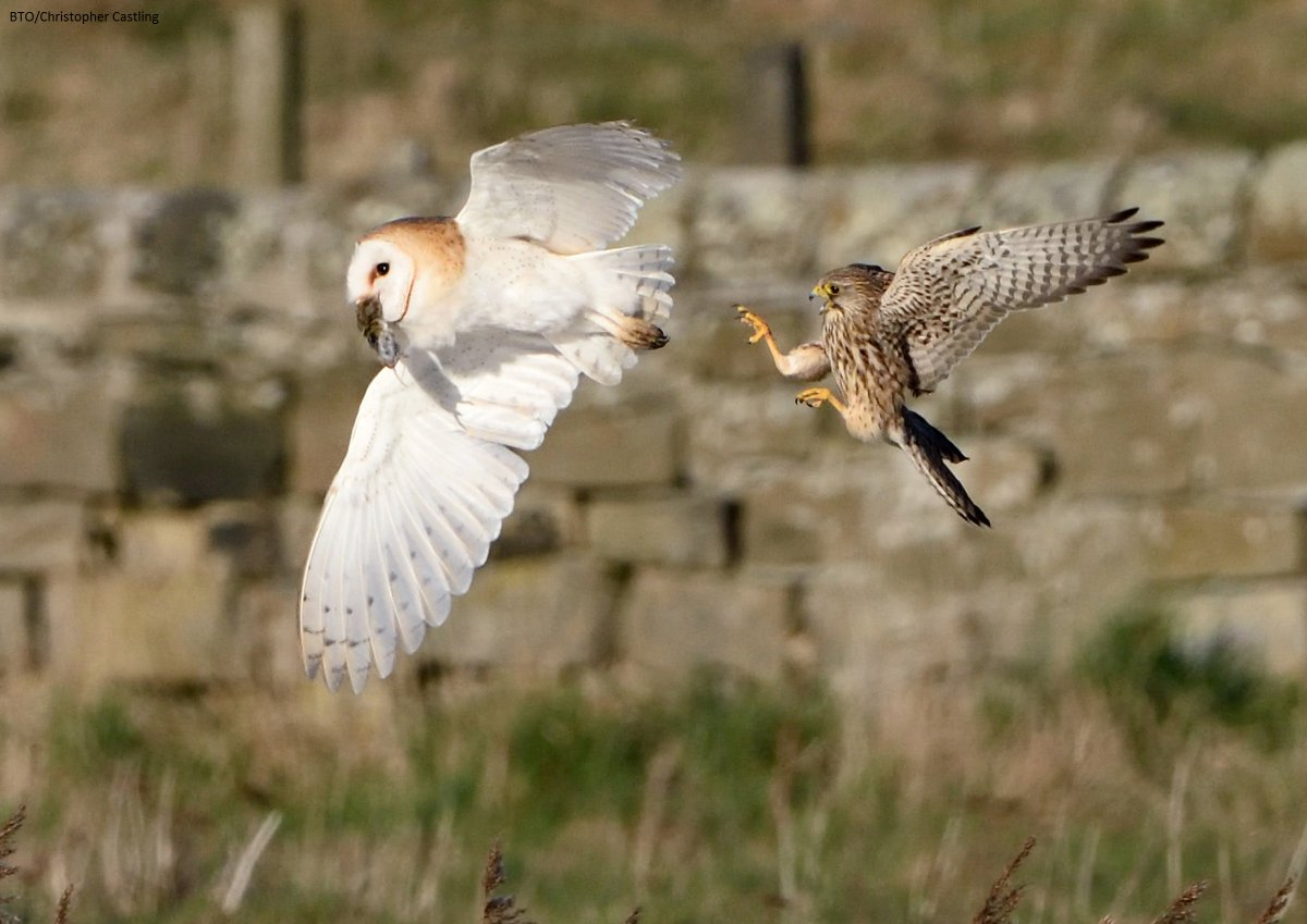 Пустельга белая