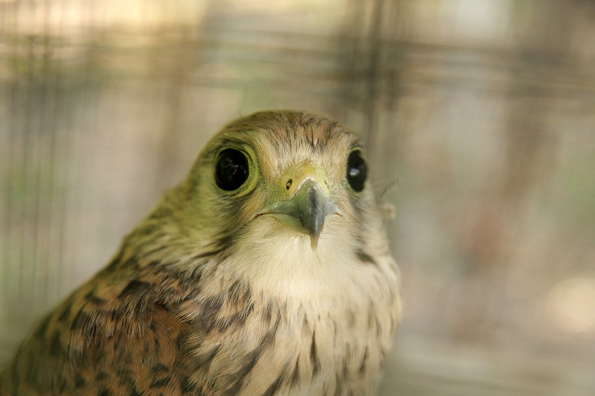 Степная пустельга птенец