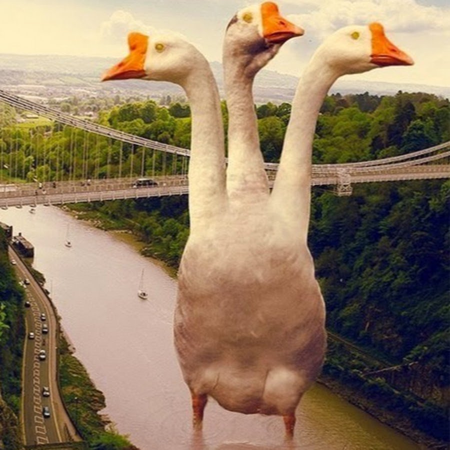 Гусь гусенок гусята