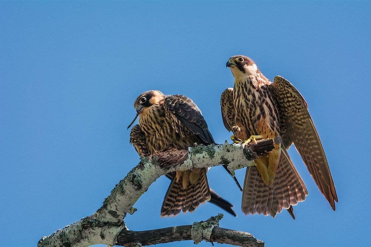 Сапсан птица ястреб