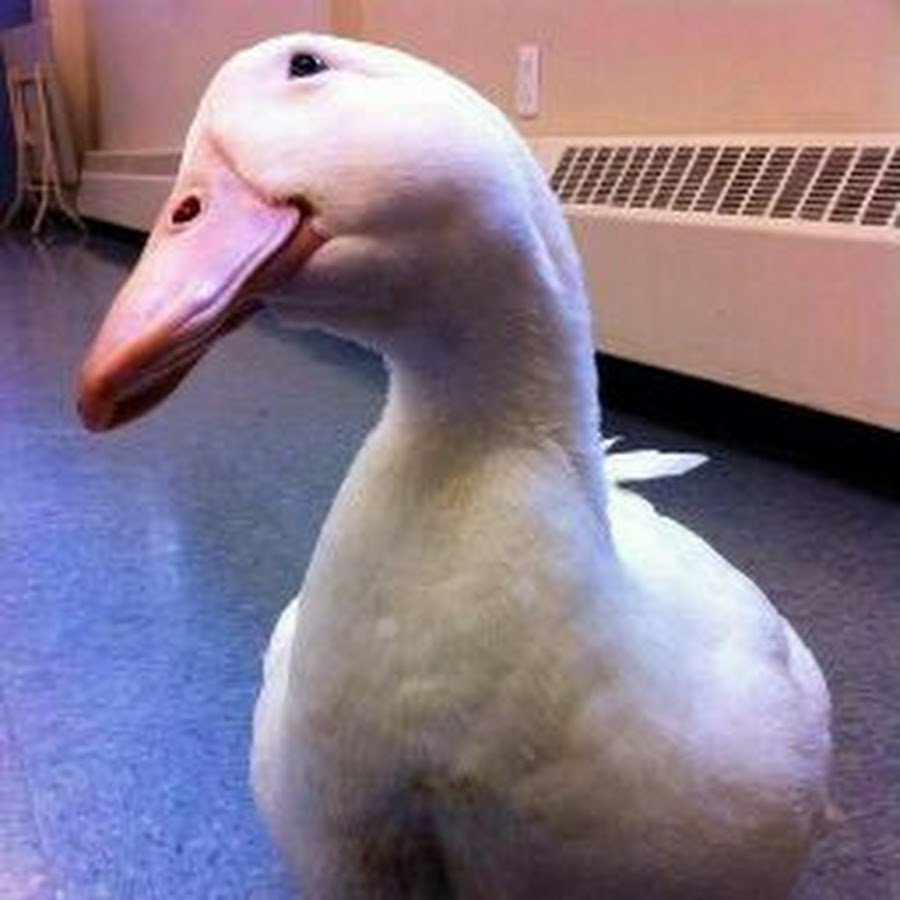 Гуси в Африке