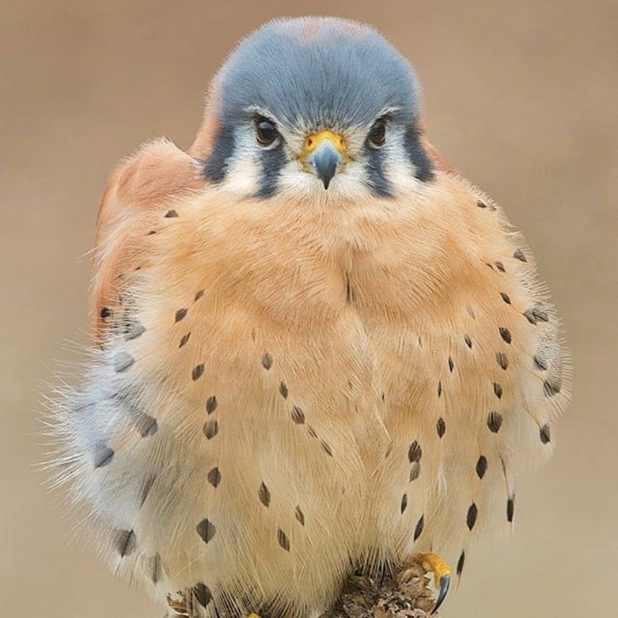 Мадагаскарская пустельга