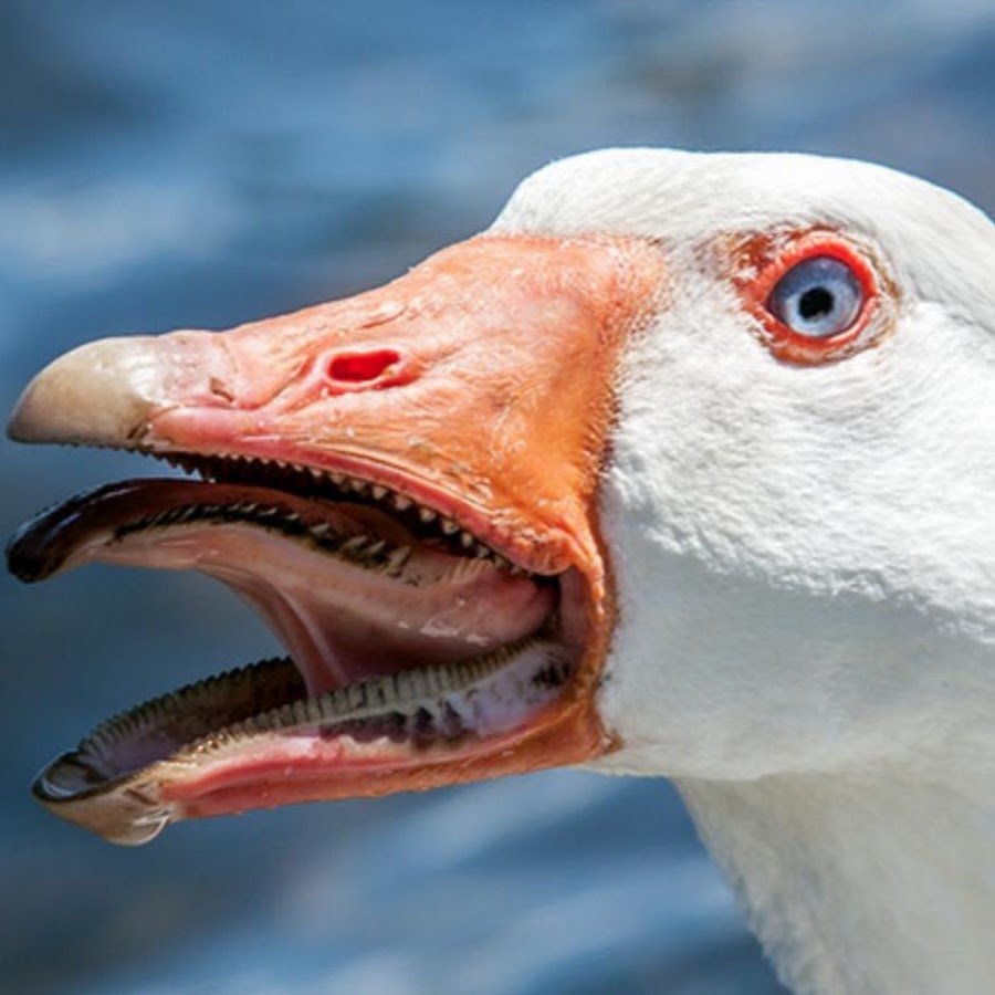 Гениорнис вымершая птица