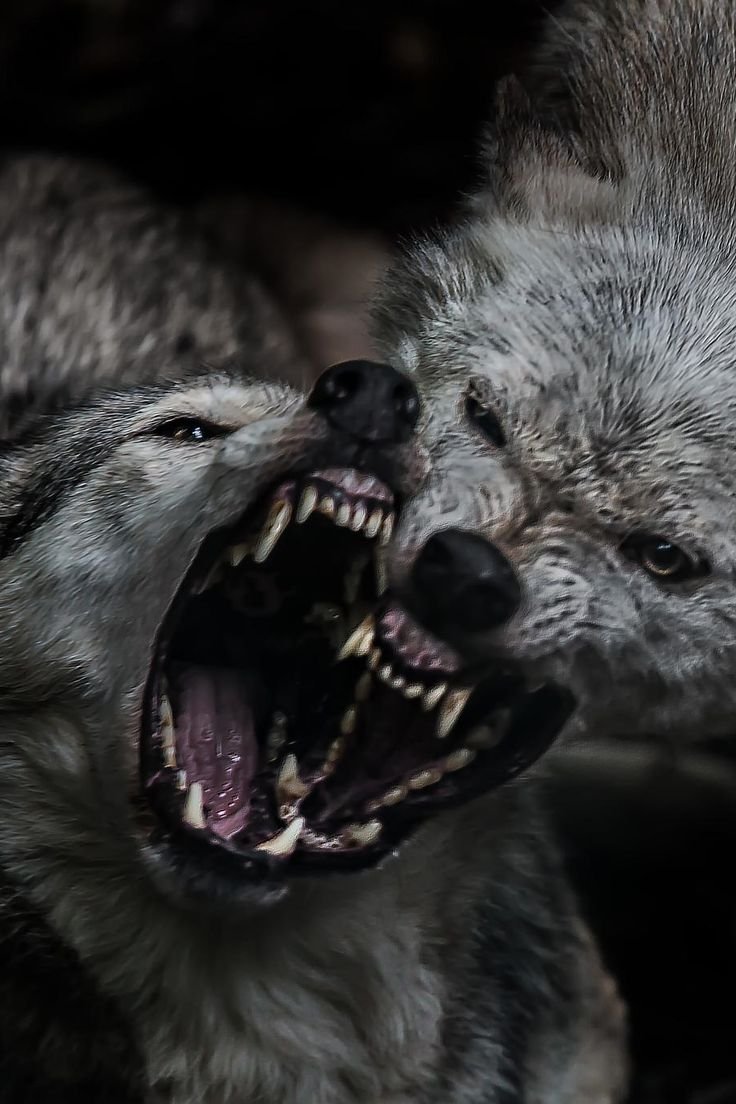 Наполовину волк наполовину человек