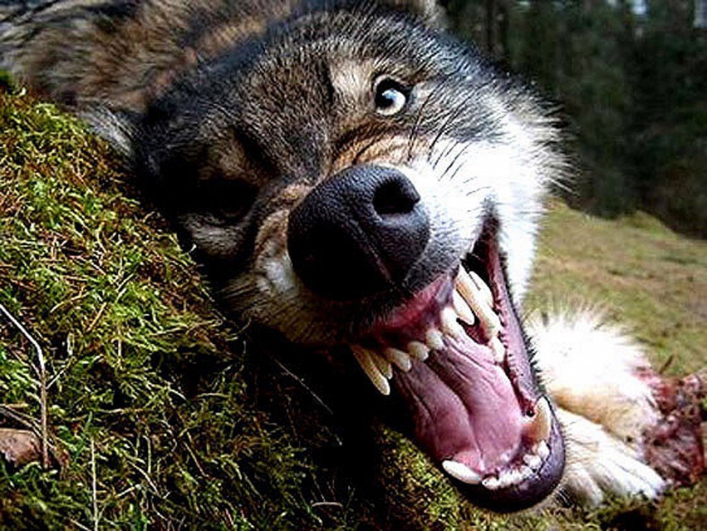 Волки по снегу