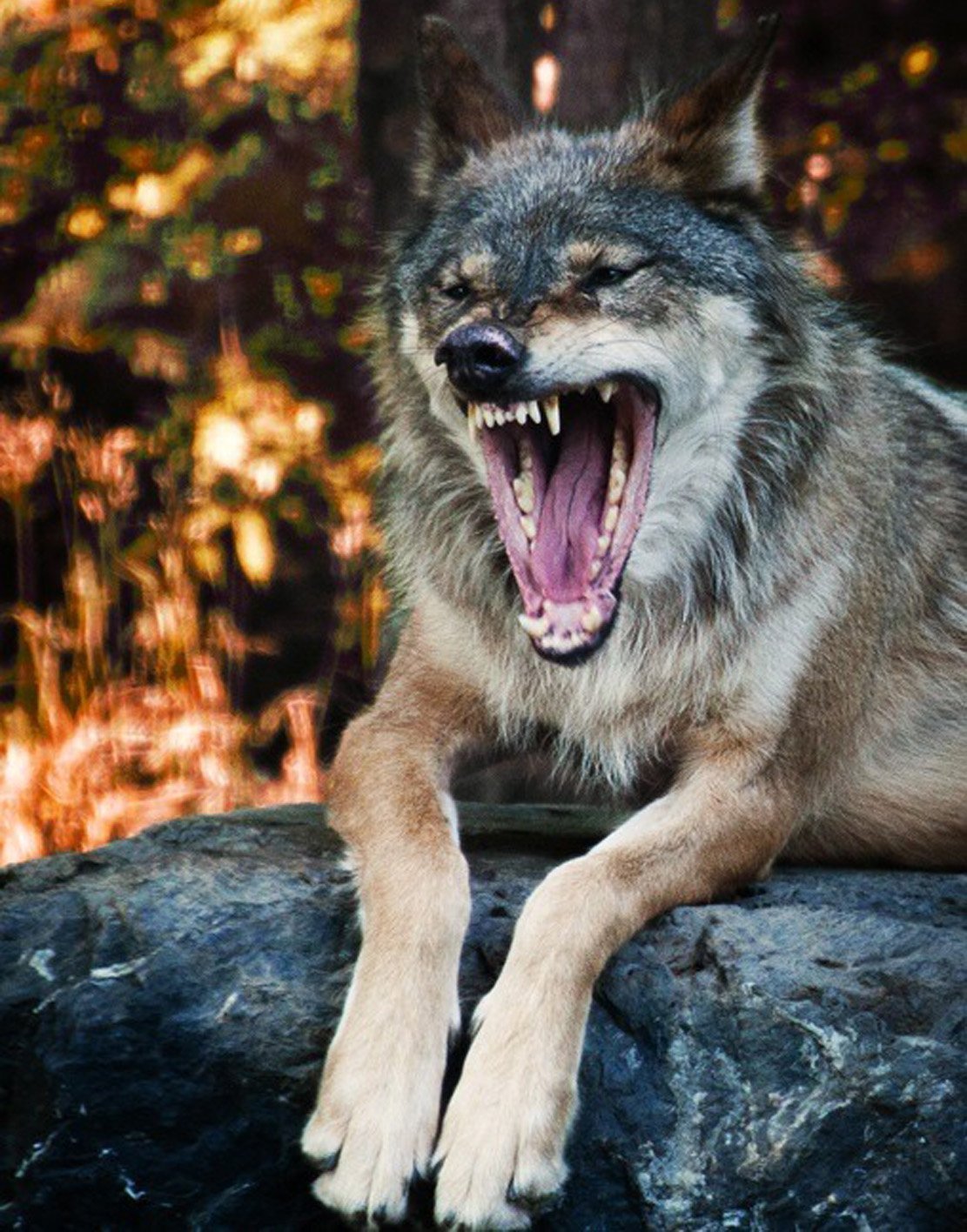 Пасть серого волка. Волкособ злой. Волкособ Вульф. Волкособ оскал. Чешский Волчак оскал.