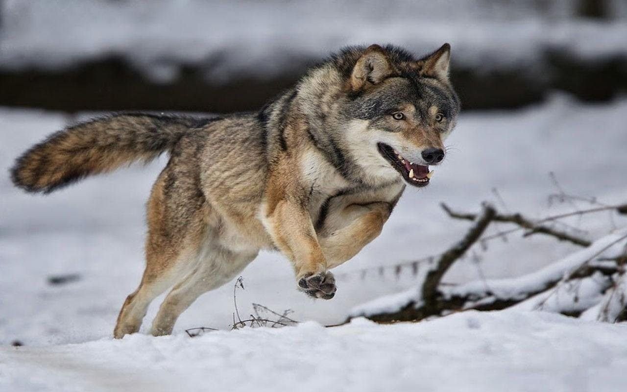 Голодные волки рыщут. Волк. Бегущая с волками. Волк бегает. Волк прыгает.
