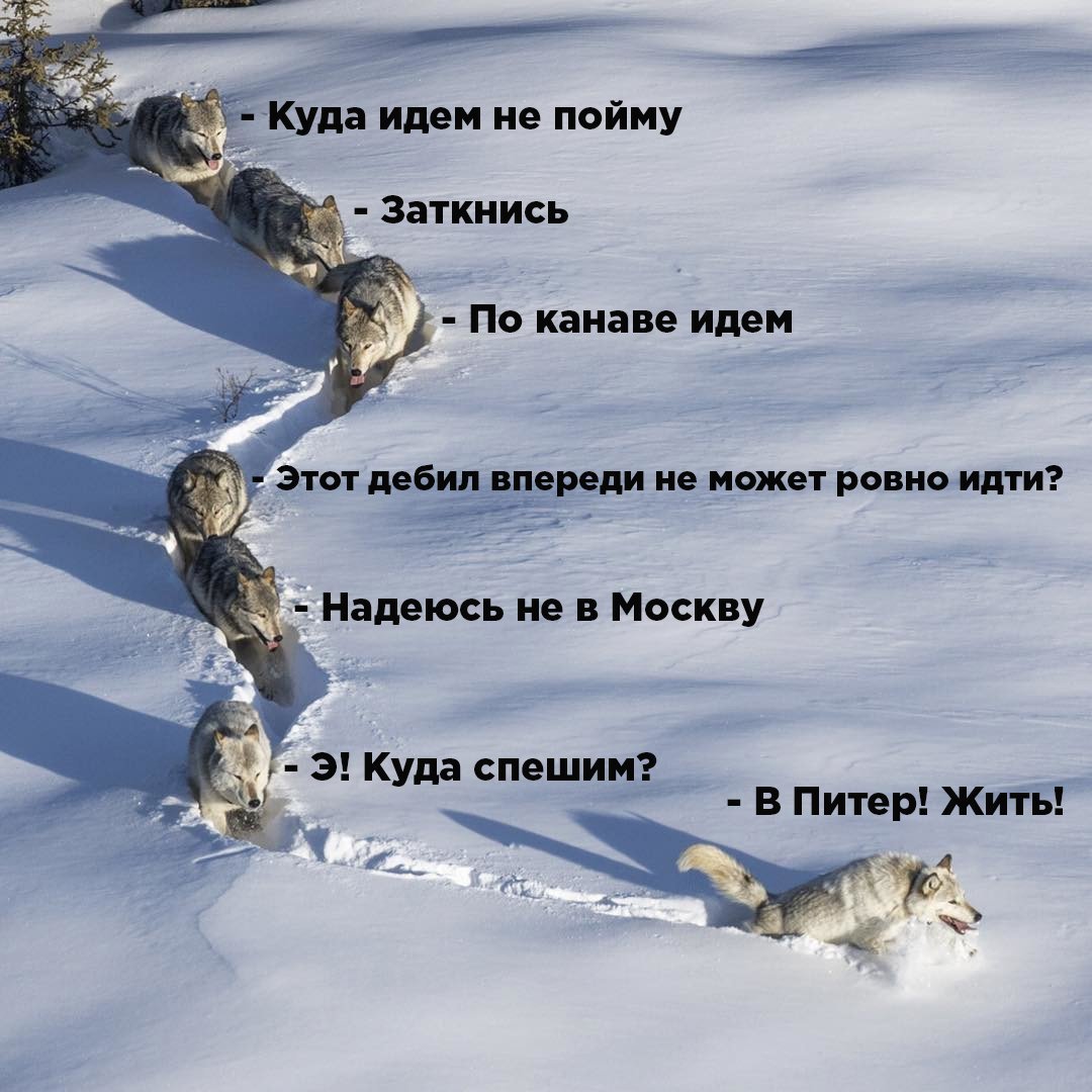 Волк в капюшоне