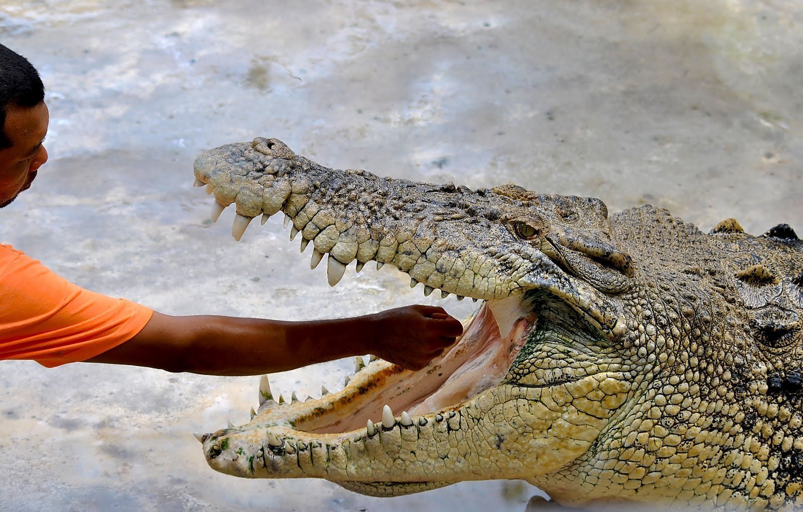 Самый большой аллигатор. Гигантский гребнистый крокодил. Нильский и гребнистый крокодил. Самый большой Нильский крокодил.