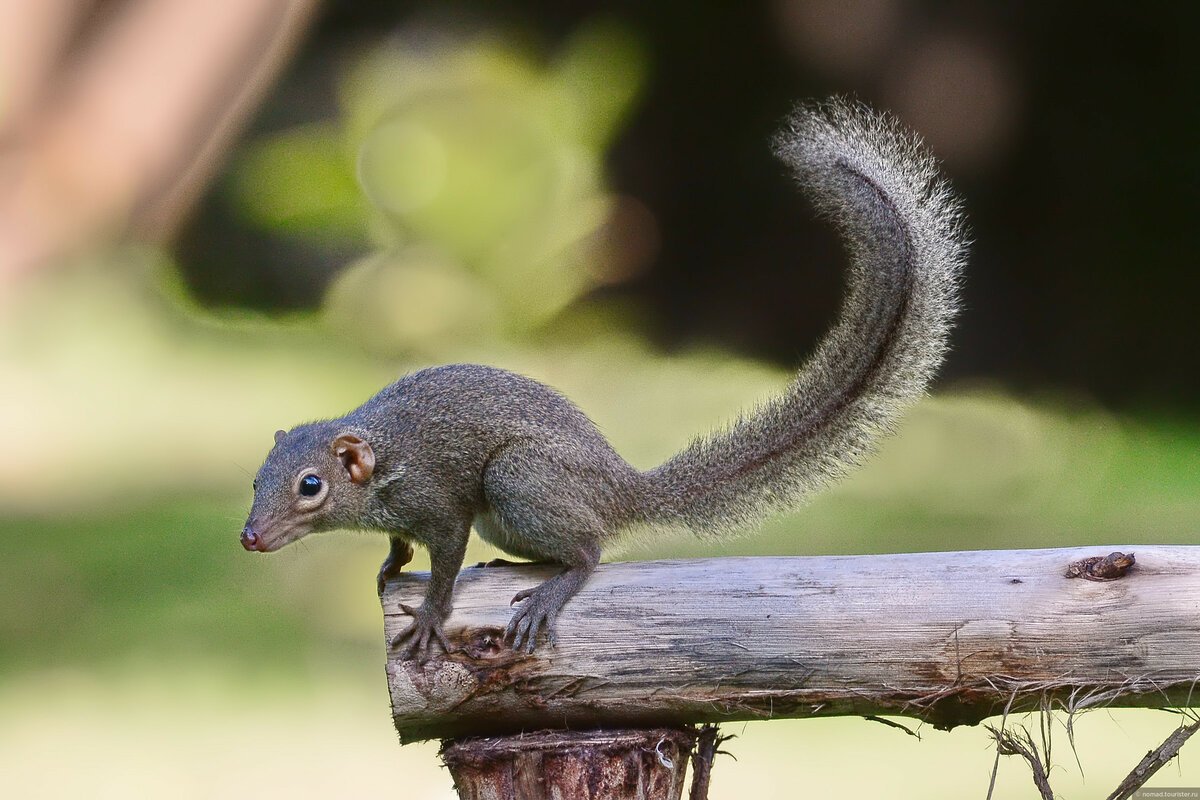 Обыкновенная тупайя