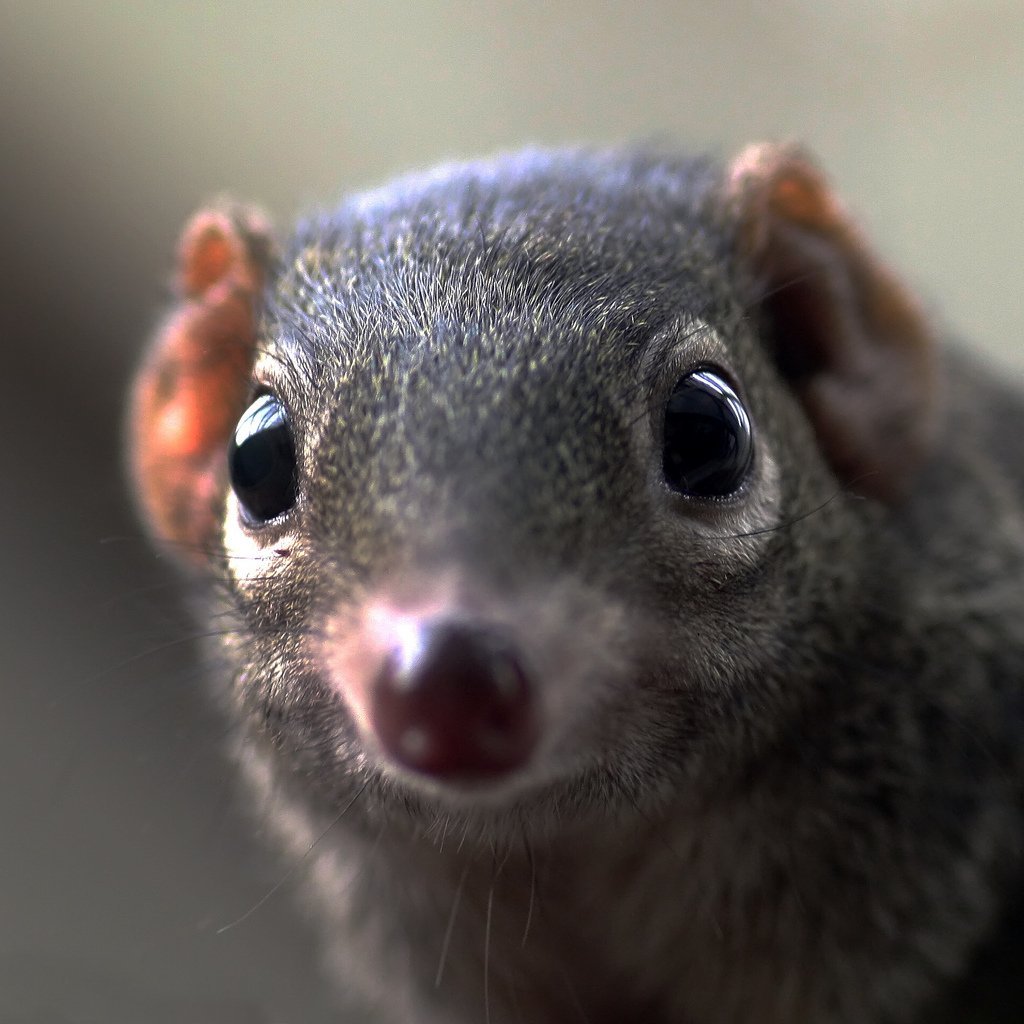 Белка тупайя