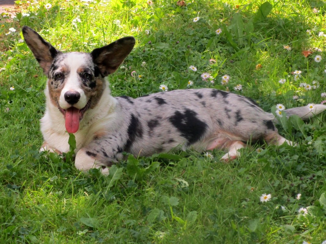 Корги кардиган шоколадный Мерль