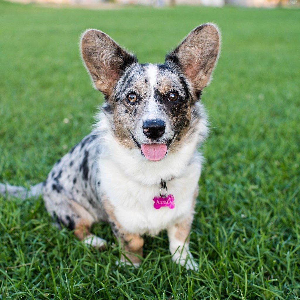 Корги кардиган Блю Мерль