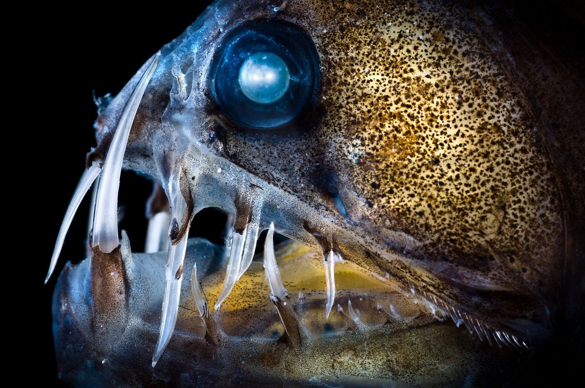 Рыба живет под землей. Тихоокеанский хаулиод. Марианская впадина удильщик. Хаулиод обыкновенный. Длиннорогий Саблезуб.
