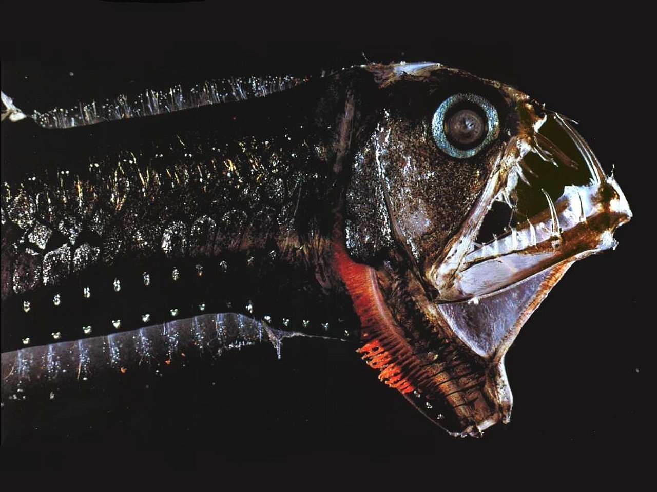 Scary fish. Хаулиод (рыба-гадюка). Тихоокеанский хаулиод. Рыба гадюка Марианская впадина. Хаулиод обыкновенный.