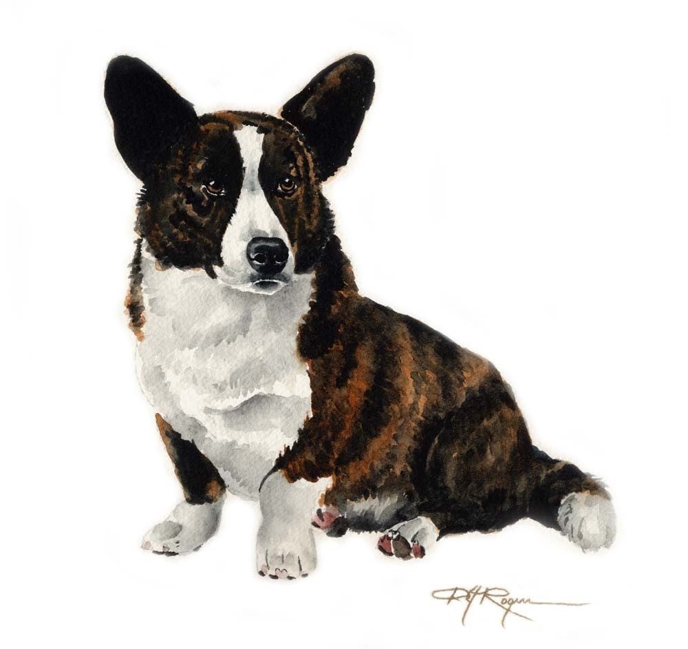 Вельш корги кардиган обои