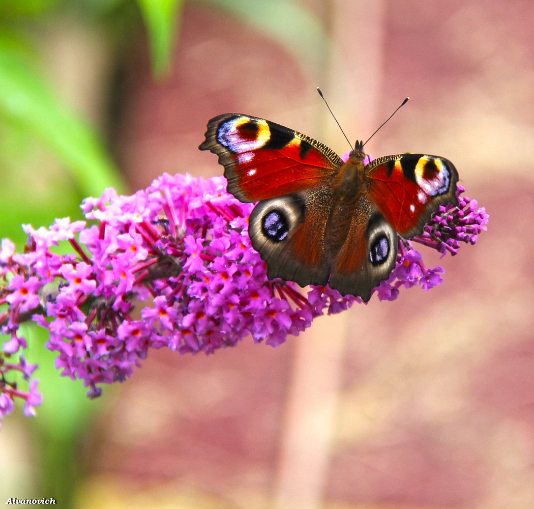 Бабочки Ленинградской области
