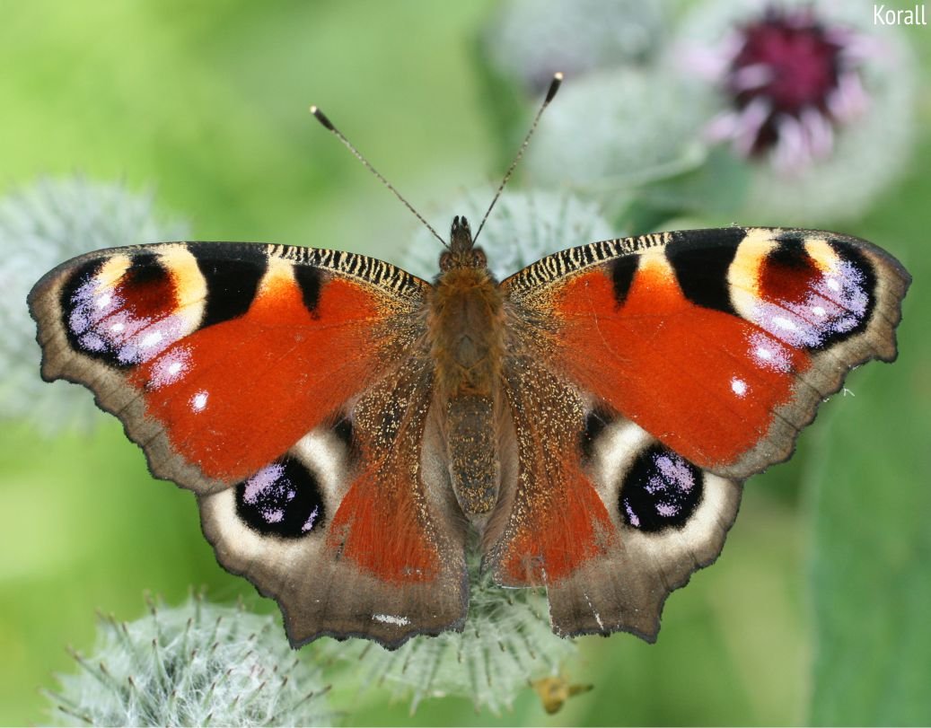 Бабочка Королек