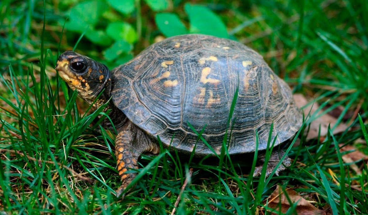 Черепаха для детей