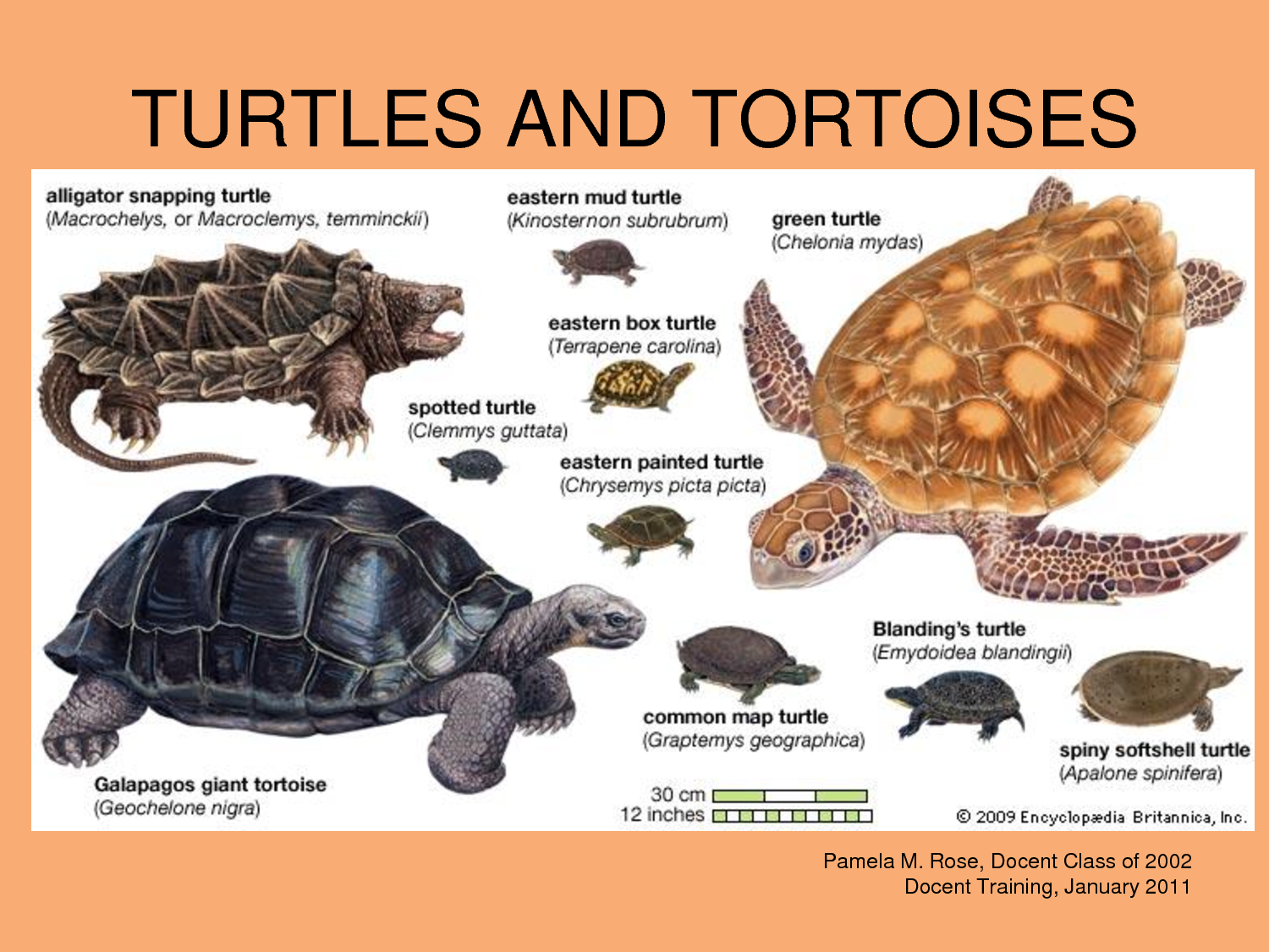 Какие черепахи относятся к морским. Отряд черепахи представители. Черепахи многообразие. Название черепах. Видовое многообразие черепах.