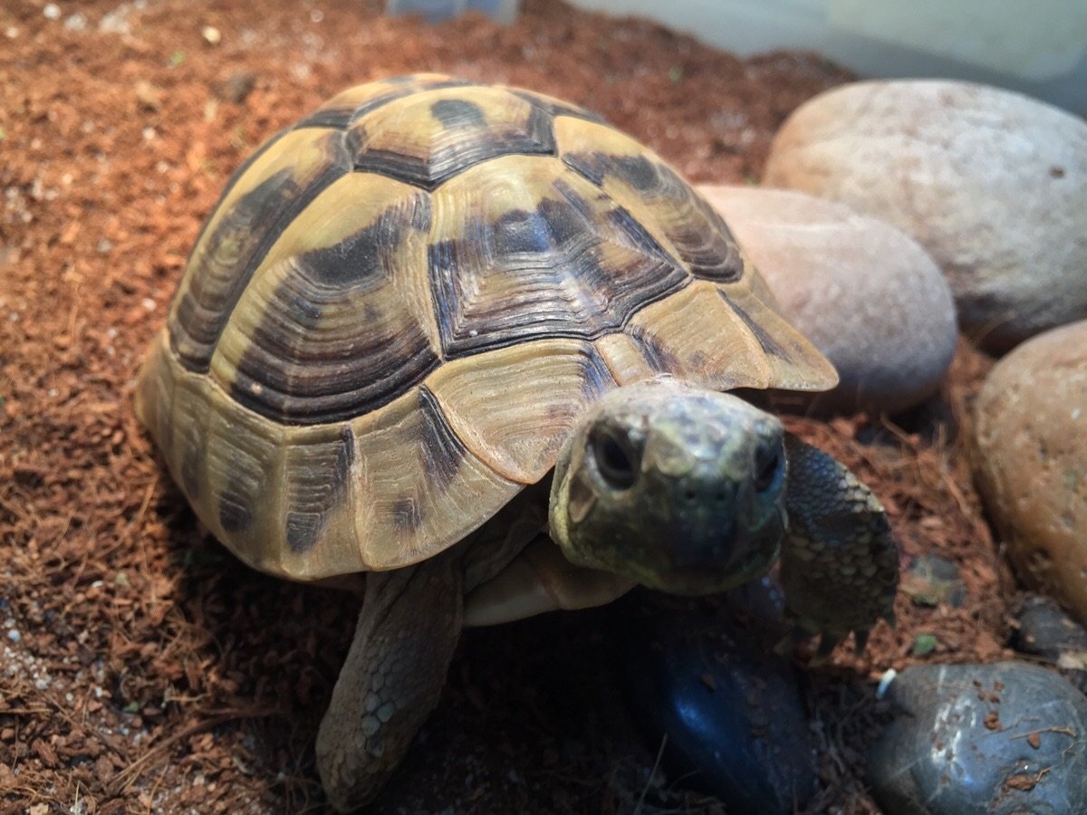 Черепаха в живом уголке