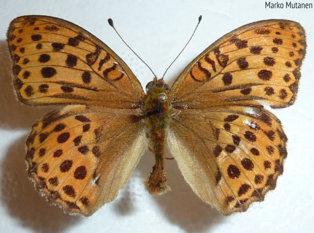 Бабочка Перламутровка зеленоватая