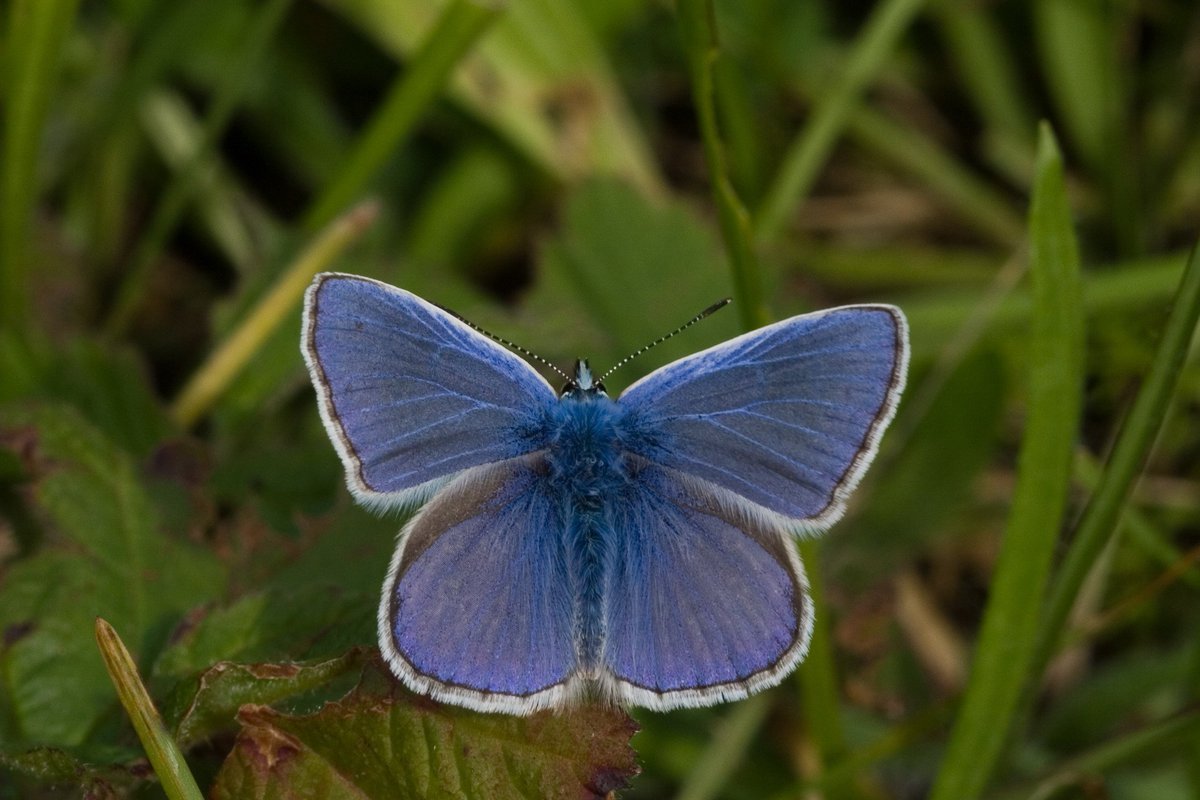 Бабочка голубянка в Ленинградской области