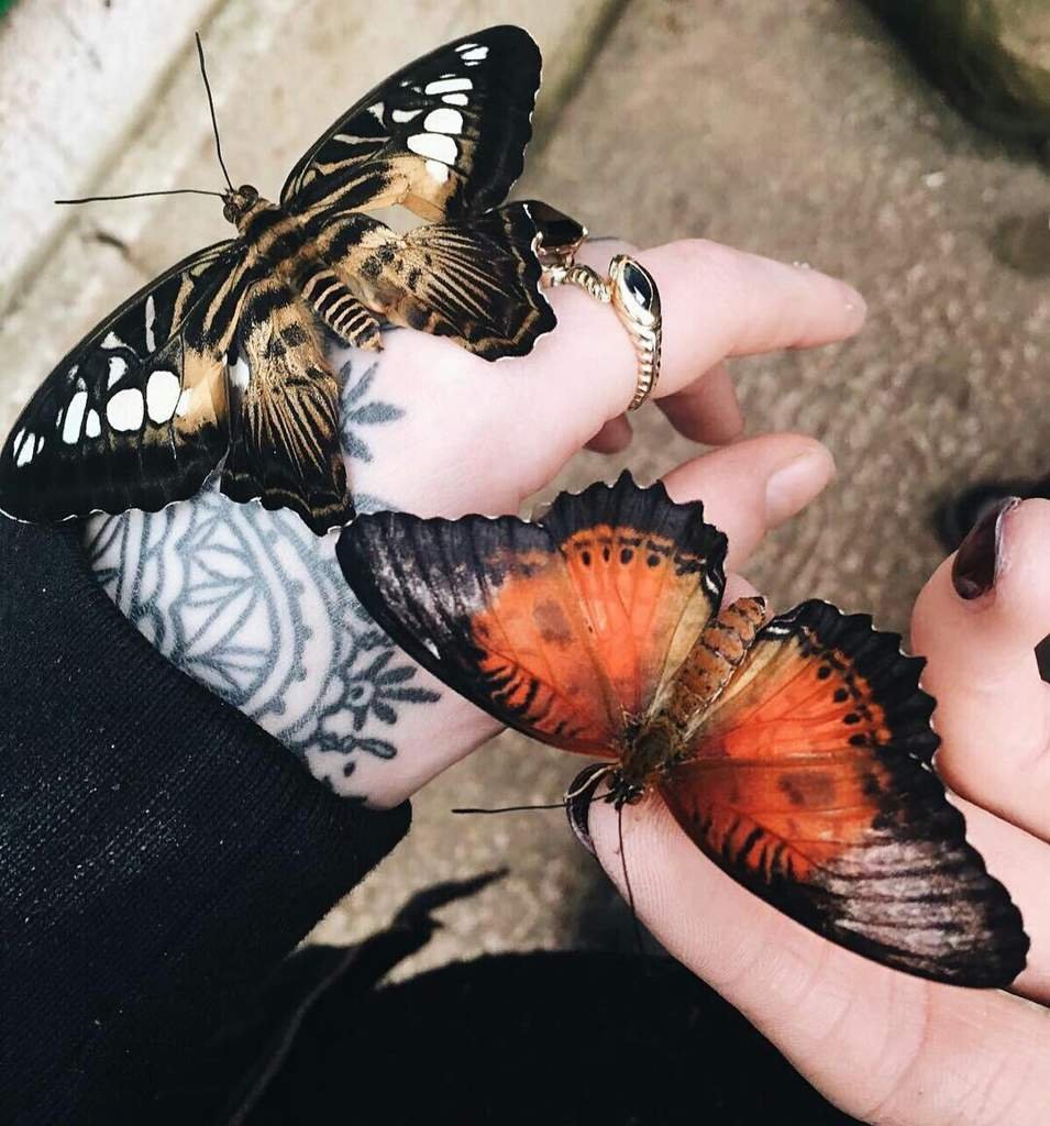 Эстетичные бабочки