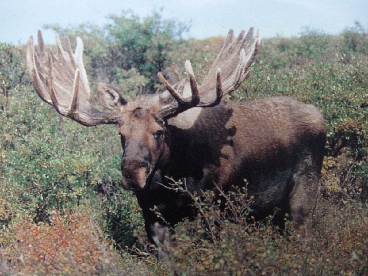 Большой Лось