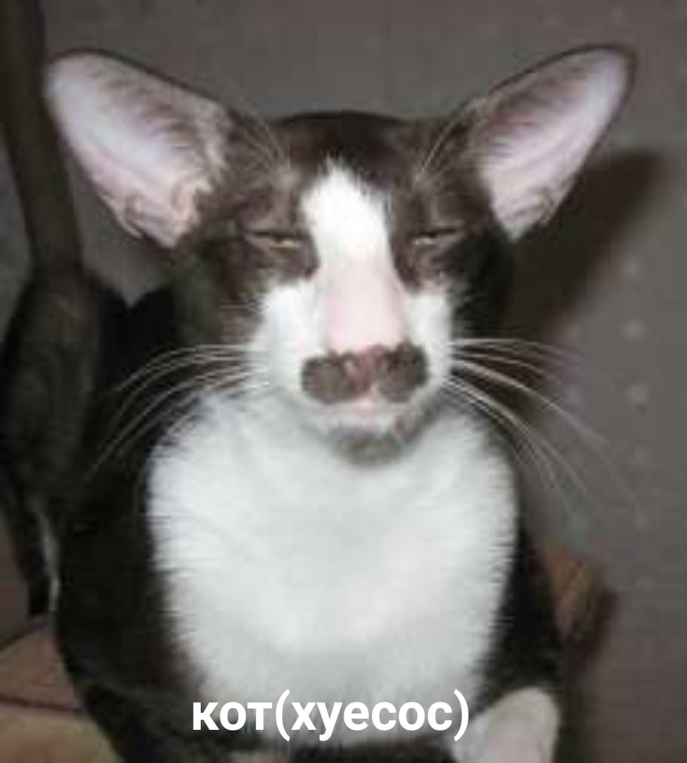 Ориентальная кошка с черными усами