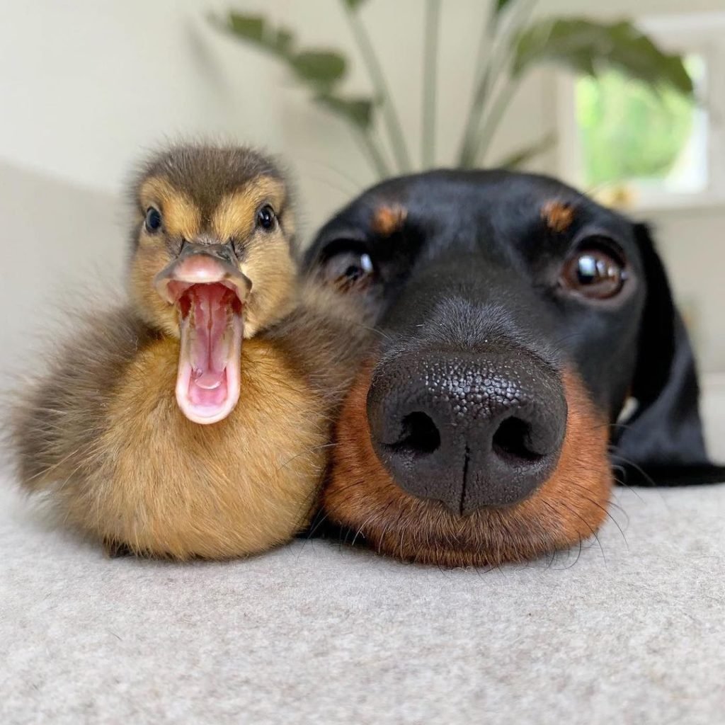 Дональд дак и Дейзи дак