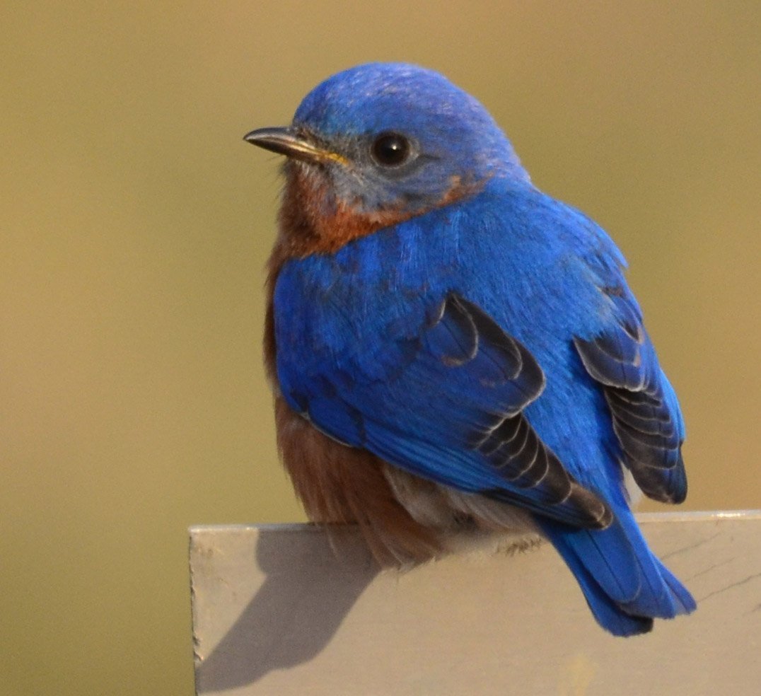 Птичка голубая сиалия