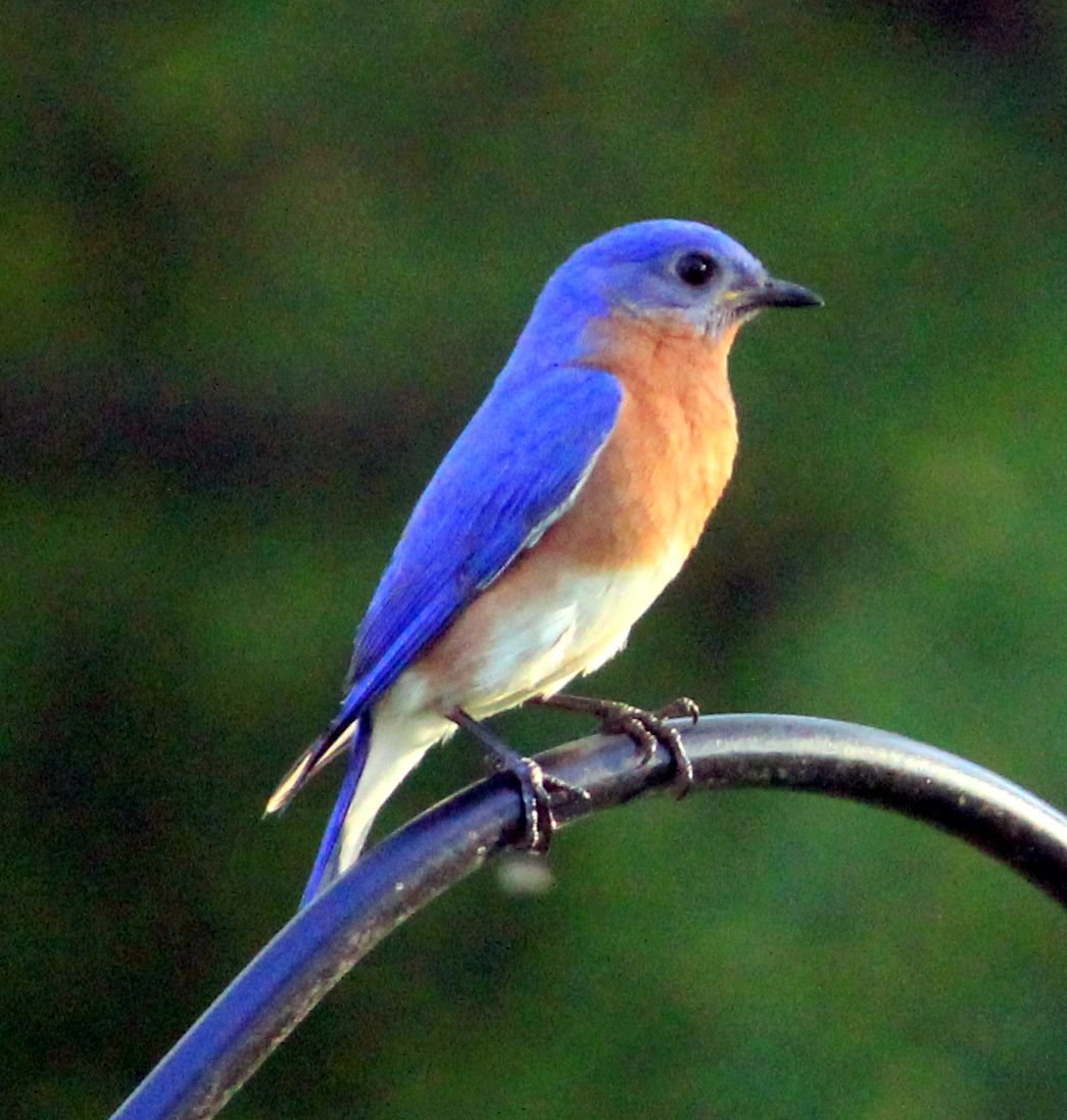 Mountain male Blue Bird BNB