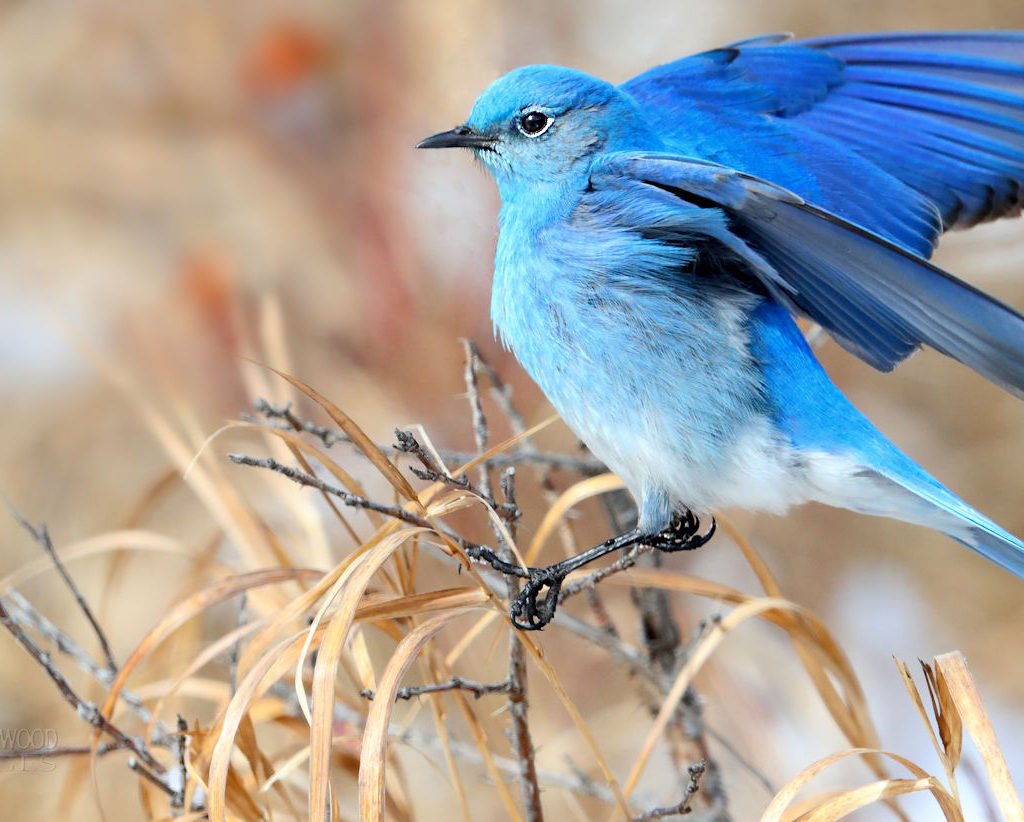 Canada Honkers Birds