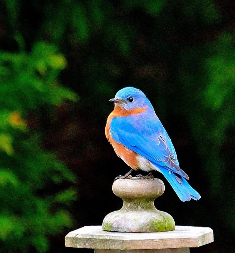 Mountain Bluebird птица