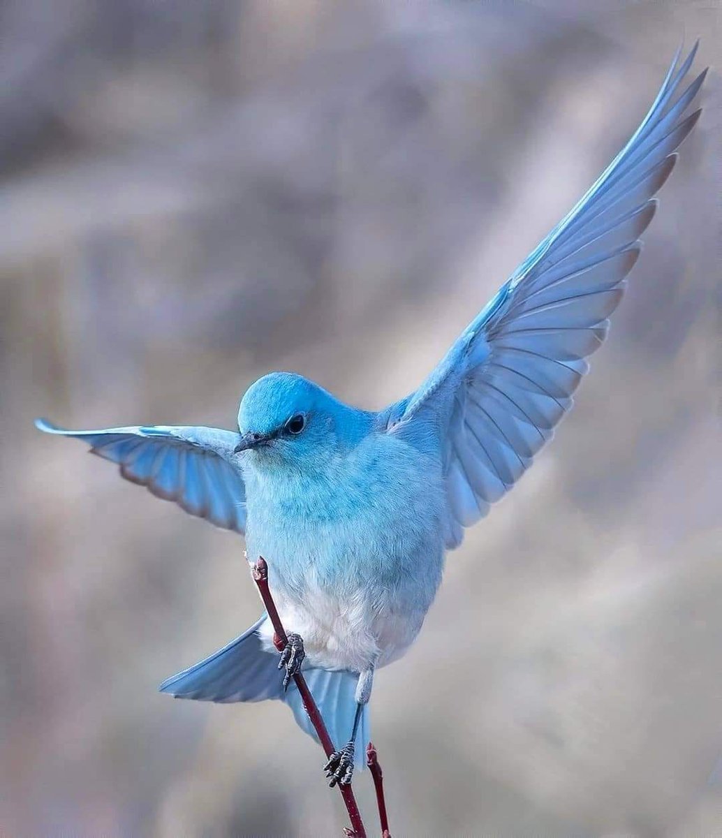 Сиалия птица