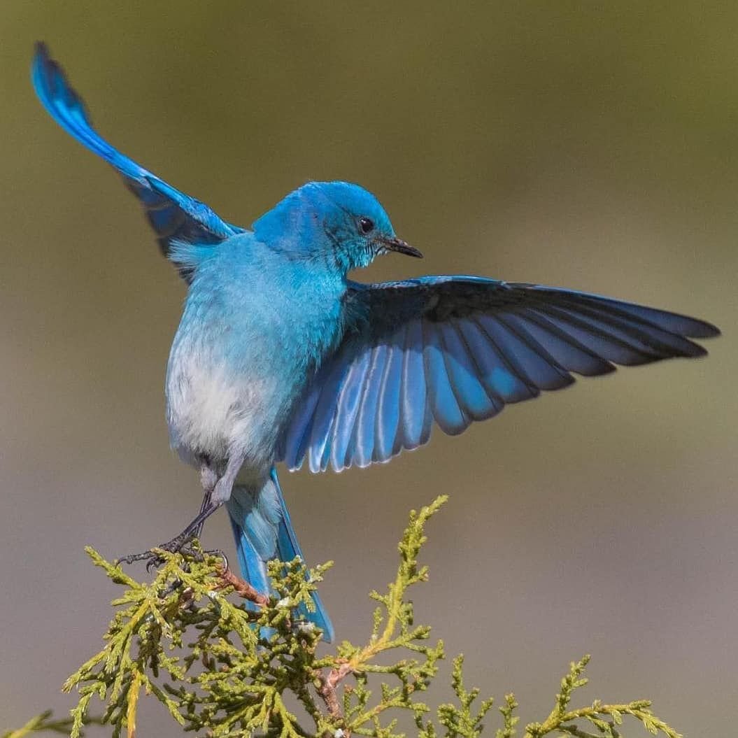 Голубая кустарниковая Сойка