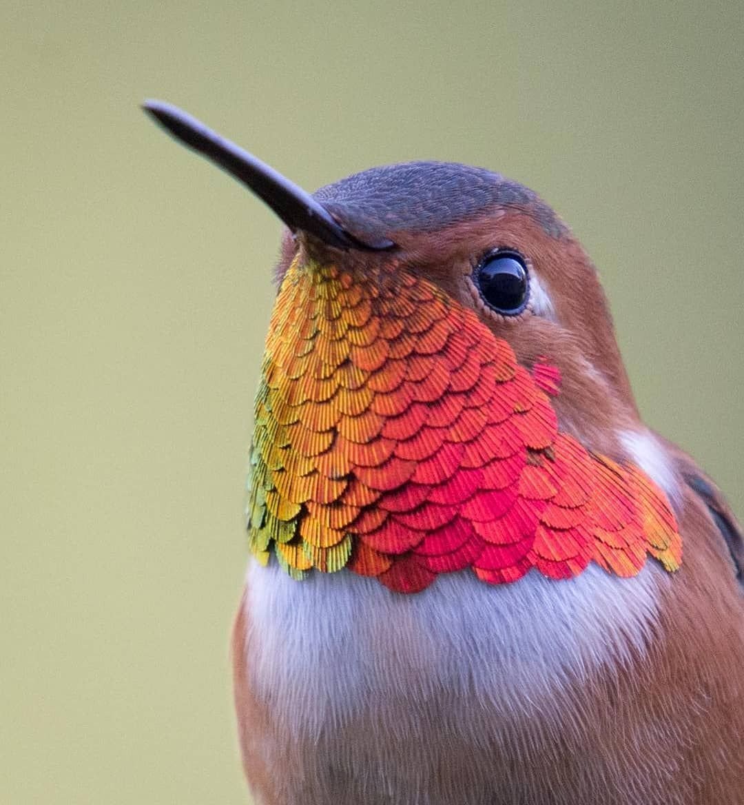 Австралийский Колибри