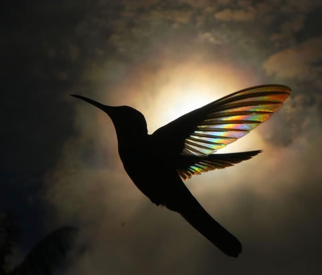 Орлиноклювый Колибри