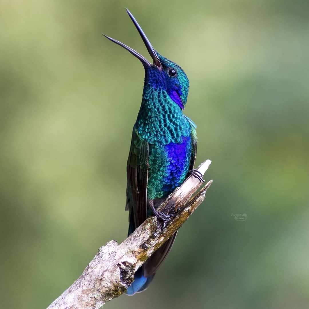 Бражник языкан