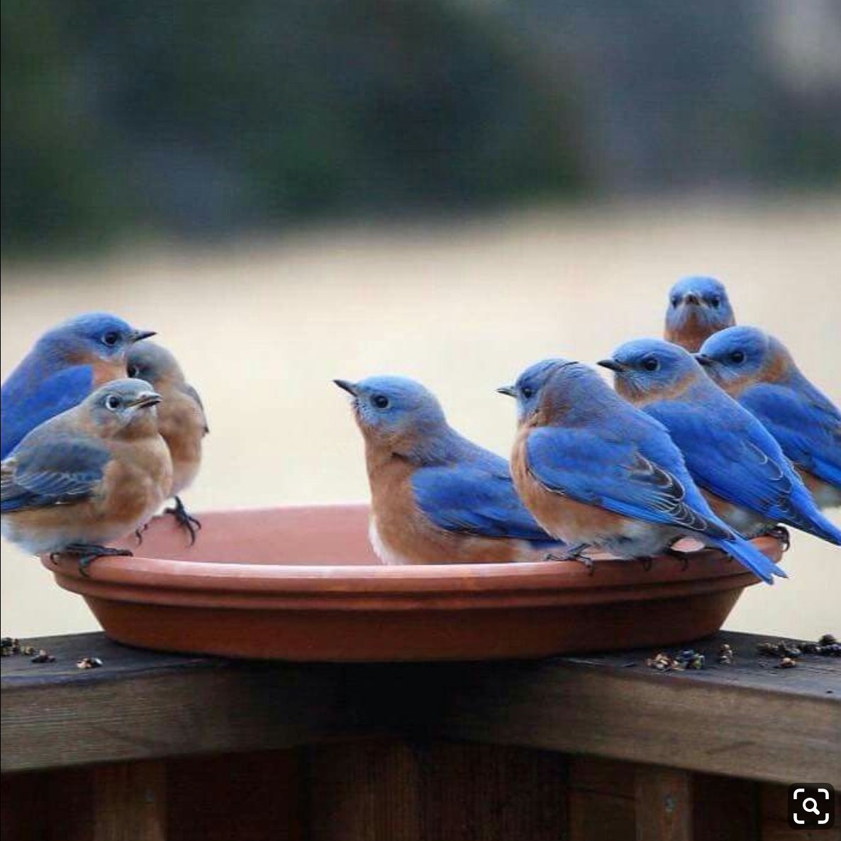 Сиалия синяя птица