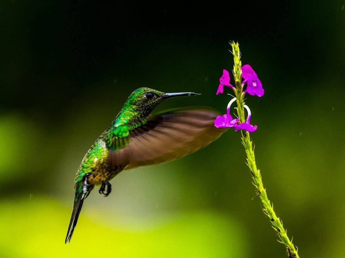 Колибри Амазонии